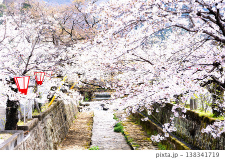 満開の桜並木がある岡山県高梁市にある紺屋川美観地区の風景 満開の桜並木がある岡山県高梁市にある紺屋川美観地区の風景 138341719