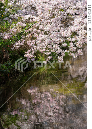 二ヶ領用水の桜祭り(川崎市多摩区)8 二ヶ領用水の桜祭り(川崎市多摩区)8 138341811