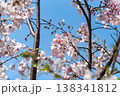 二ヶ領用水の桜祭り（川崎市多摩区）9 138341812