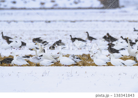 降雪の中のハクガン、コハクチョウ、マガン 138341843
