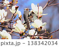ヒヨドリとモクレン 138342034