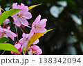 春に咲くハナカイドウ（花海棠）の鮮やかなピンクの花のクローズアップ 138342094