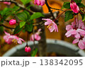 春に咲くハナカイドウ（花海棠）の鮮やかなピンクの花のクローズアップ 138342095