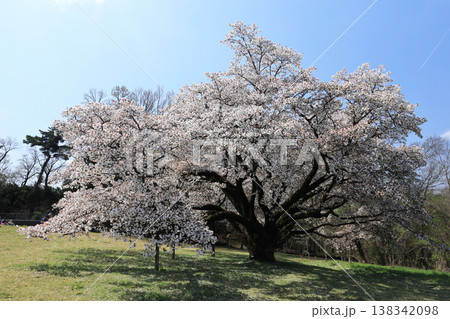 大島桜 138342098