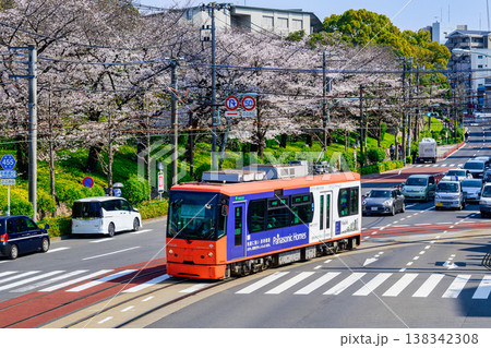 東京さくらトラム トラムと飛鳥山公園満開の桜 東京さくらトラム トラムと飛鳥山公園満開の桜 138342308