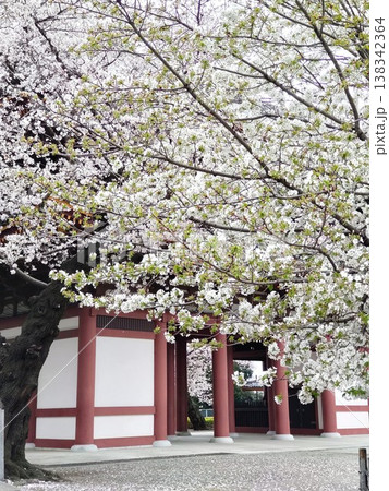 笹部桜とソメイヨシノの饗宴 笹部桜とソメイヨシノの饗宴 138342364