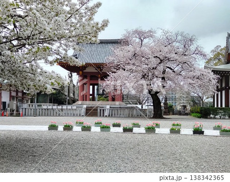 笹部桜とソメイヨシノの饗宴 138342365