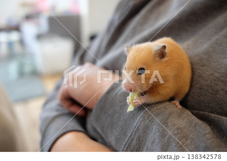野菜を食べるハムスター 138342578