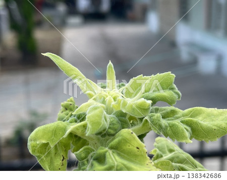 Macro Of Sunflower Helianthus Annuus Leaf With Backlight 138342686