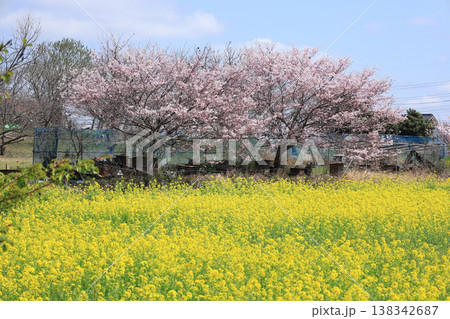 菜の花畑 菜の花畑 138342687