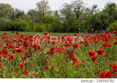 Blooming red poppies against a backdrop of green grass Blooming red poppies against a backdrop of green grass 138342702