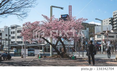【徳島】両国橋東公園のカンザクラ 【徳島】両国橋東公園のカンザクラ 138342704