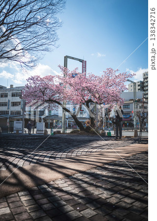 【徳島】両国橋東公園のカンザクラ 【徳島】両国橋東公園のカンザクラ 138342716