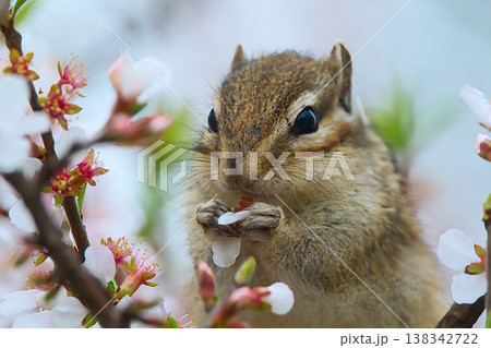 ピンク色の花を食べるシマリス 138342722