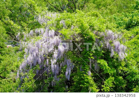 {神奈川県}野フジの花と椚の新緑 {神奈川県}野フジの花と椚の新緑 138342958
