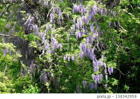 {神奈川県}満開の野フジの花 {神奈川県}満開の野フジの花 138342959