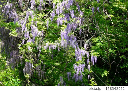{神奈川県}紫の藤の花が満開 {神奈川県}紫の藤の花が満開 138342962