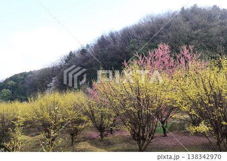 小川町桃源郷 138342970