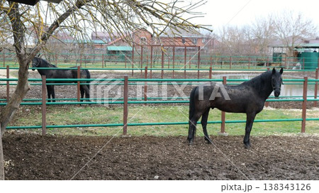 Two brown horses standing in outdoor paddocks at a stable on an overcast day following rain, with muddy ground; horses kept on a farm; horses for equestrian sports at a stable. 138343126