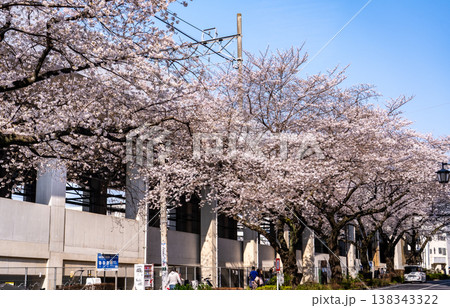 桜満開の練馬千川通り 138343322