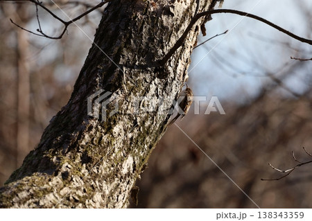 キバシリ 138343359