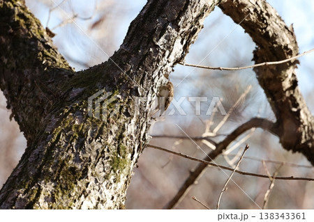 キバシリ 138343361