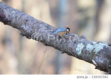 ヤマガラ 138343362