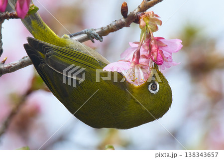 桜の花の蜜を吸うメジロ 桜の花の蜜を吸うメジロ 138343657