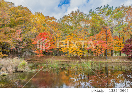 豊田市のタカドヤ湿地の風景(愛知県) 豊田市のタカドヤ湿地の風景(愛知県) 138343665