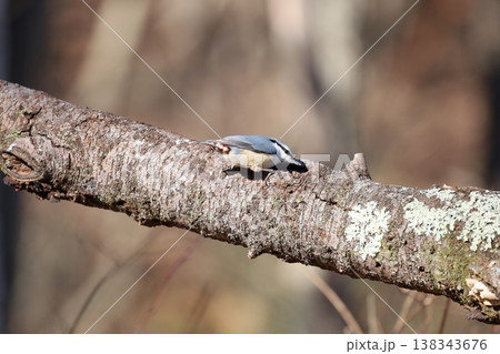 ゴジュウカラ ゴジュウカラ 138343676