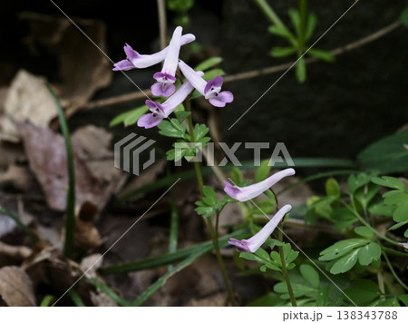 ジロボウエンゴサクの花 138343788