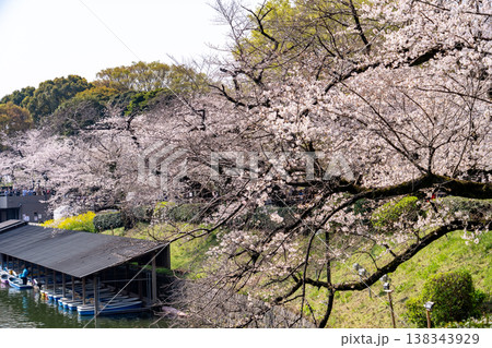 桜満開の千鳥ヶ淵 桜満開の千鳥ヶ淵 138343929