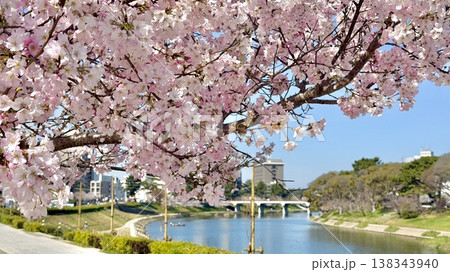 青空と満開の桜に彩られた乙川の河川敷〈乙川河川緑地/愛知県岡崎市〉 138343940