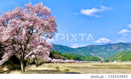 青空と山の緑に映える満開の桜並木(小彼岸桜)〈名倉川左岸/愛知県設楽町〉 138343943