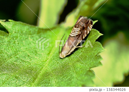 ヨツスジヒメシンクイ ヨツスジヒメシンクイ 138344026