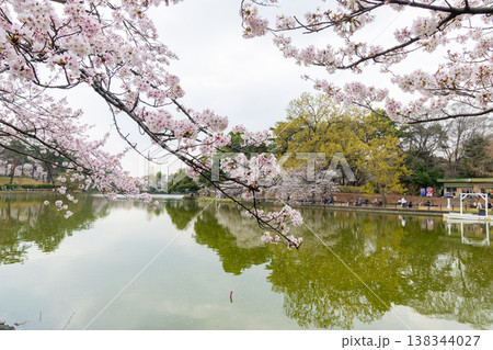大宮公園の桜 大宮公園の桜 138344027