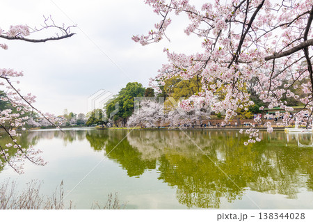 大宮公園の桜 大宮公園の桜 138344028