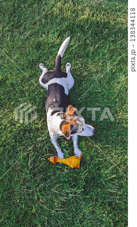 Small dog resting on green lawn beside rubber chicken toy, from above view, summer playful outdoor mood Small dog resting on green lawn beside rubber chicken toy, from above view, summer playful outdoor mood 138344118