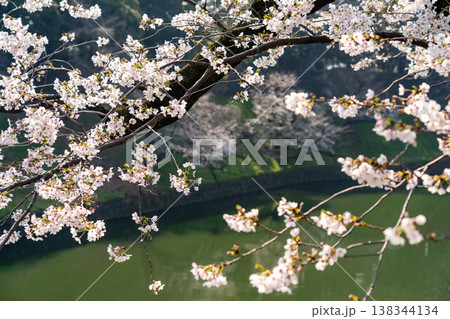 桜満開の千鳥ヶ淵 138344134