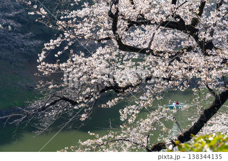 桜満開の千鳥ヶ淵 138344135