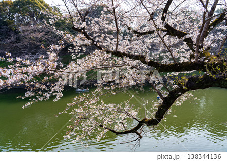 桜満開の千鳥ヶ淵 138344136