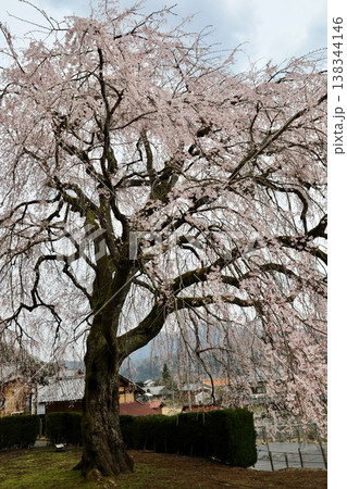 〔福井県小浜市・3月〕見頃を迎えた妙祐寺のしだれ桜（5分咲き）　小浜市の天然記念物 138344146