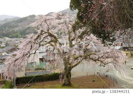 〔福井県小浜市・3月〕見頃を迎えた妙祐寺のしだれ桜(5分咲き) 小浜市の天然記念物 〔福井県小浜市・3月〕見頃を迎えた妙祐寺のしだれ桜(5分咲き) 小浜市の天然記念物 138344151