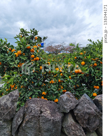 Basalt wall and tangerine trees in Jeju Island. Basalt wall and tangerine trees in Jeju Island. 138344171