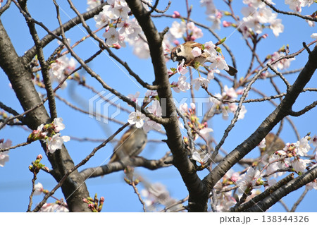 スズメと桜 138344326