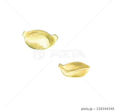 Two hand-drawn mandarin seeds. Watercolor illustration of fruit seeds isolated on a white background. Clipart. 138344349