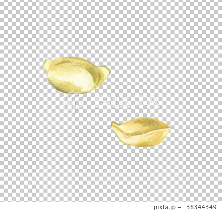 Two hand-drawn mandarin seeds. Watercolor illustration of fruit seeds isolated on a white background. Clipart. 138344349