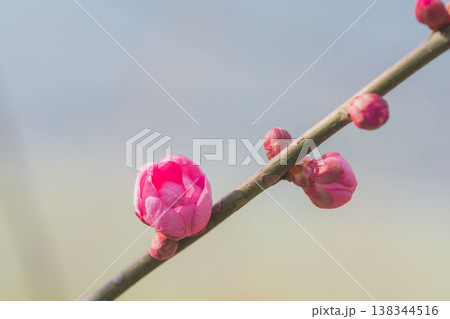 桃色の梅の花と枝のクローズアップ05 桃色の梅の花と枝のクローズアップ05 138344516