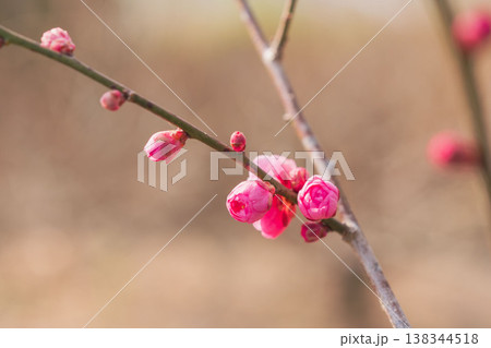 桃色の梅の花と枝のクローズアップ07 138344518
