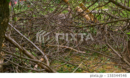 Summer cleaning of fallen broken trees felled after storm 138344546
